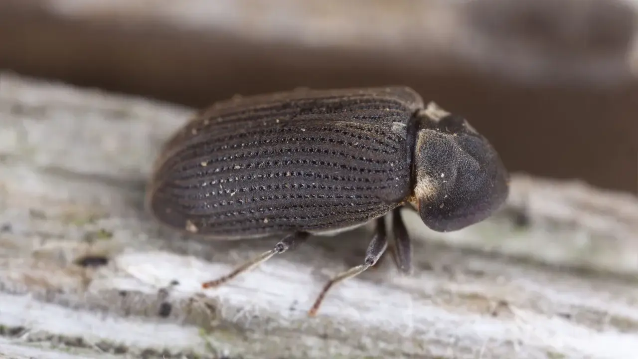 Un escarabajo de carcoma madera, con su caparazón texturizado, camina sobre una superficie de madera rugosa.