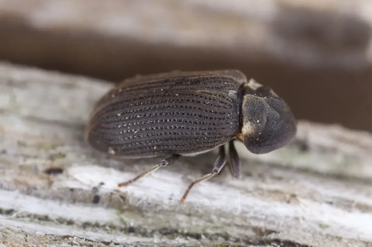 Un escarabajo de carcoma madera, con su caparazón texturizado, camina sobre una superficie de madera rugosa.