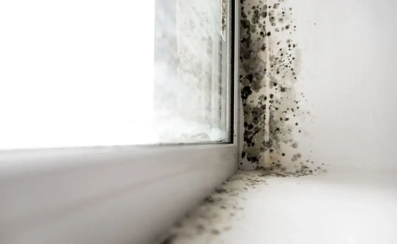 Manchas oscuras de moho y hongos cubren la esquina de una pared y el alféizar de una ventana, indicando humedad en casa.