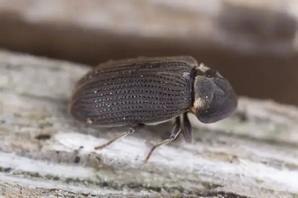 Un escarabajo de carcoma madera, con su caparazón texturizado, camina sobre una superficie de madera rugosa.
